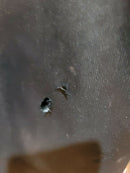 Women's Insulated Bib Overalls: Arctix Black, Medium/Regular, 33" Inseam